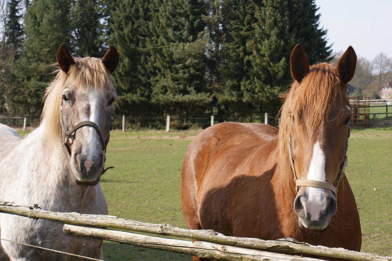 Landgasthaus Zum Naturschutzpark Bispingen Exterior foto